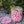 Pink Leopard Print Ice Bucket